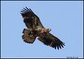 _0SB9099 immature american bald eagle